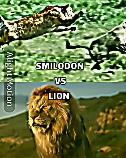 Smilodon (Sabertooth tiger)VS Lion edit 🔥#shorts