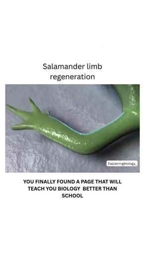BIOLOGY | MEDICAL | HEALTH on Instagram: "Salamanders, like newts and axolotls, are the only tetrapods that can regenerate limbs throughout their lives. This process occurs in several phases and involves cells from various tissues, including connective tissue and epidermis Dm for credit or removal👏🏻 #Neet #biology #Zoology #derma"