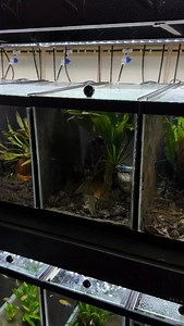 143K views · 4.1K reactions | Time to RESET This Tank for Something NEW! ✨ #clean #powerwashing #maintenance #cleantok #dakuaquatics #fishkeeping #aquarium #aquariumhobby #fish #aquascape #freshwateraquarium #aquariumfish #plantedtank #aquariums #tropicalfish #fishkeeper #aquascaping #aquariumlife #plantedaquarium #nanofish #aquariumsofinstagram #freshwaterfish #freshwatertank #aquascaper #natureaquarium #freshwater #fishofinstagram #nature #nanotank #fishroom | Daku Aquatics | Facebook