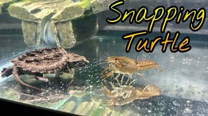 This snapping turtle has a name, a tank, and zero mercy for her food