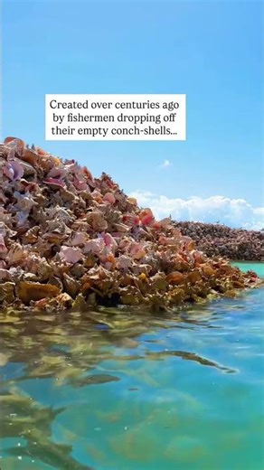 Conch shell island in the world
