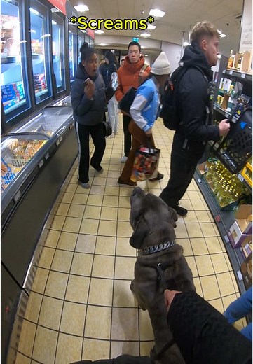 Dog Reaction Videos: Overreaction or Nah?