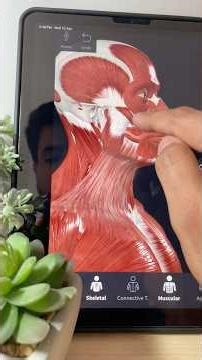Muscles of human body #neet #mbbs #neetmotivation #neetpreparation #neetbiology #neetaspirant #bio