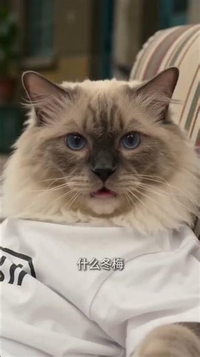 Deaf Old Man's Misunderstanding: A Hilarious AI Husky Interaction