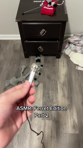 ASMR: Ferret Edition - Relaxing Sounds from the Wildlife
