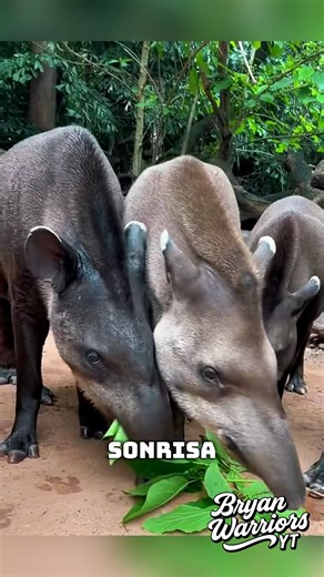 😄🦛 EL TAPIR BRASILEÑO QUE “SONRÍE” COMO HUMANO 🤯✨ uede parecer raro… pero es uno de los animales más carismáticos de Sudamérica. El tapir brasileño no solo tiene una “nariz mágica” y una sonrisa única, también cumple un rol vital en la selva tropical. 🦛🌿✨#TapirBrasileño #AnimalesExtraños #NaturalezaSalvaje #CuriosidadesAnimales #FaunaExótica #BrasilSalvaje #Wildlife #SelvaTropical #BryanWarriorsYT #AnimalesFascinantes | Bryan Warriors YT