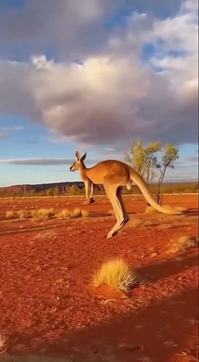 Wild animal, A kangaroo jumping across red desert terrain in Australia