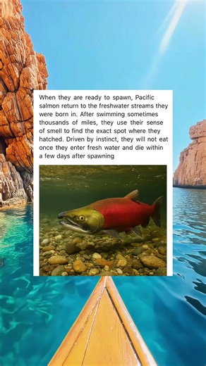 Nature’s Most Incredible Navigation Trick 🧭✨