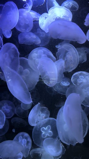 Entdecke den Berliner Zoo und das Aquarium