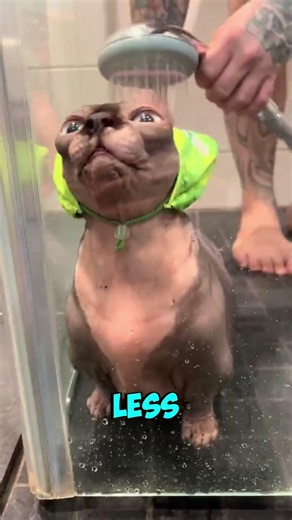 Why Sphynx Cats Aren’t Really Hairless