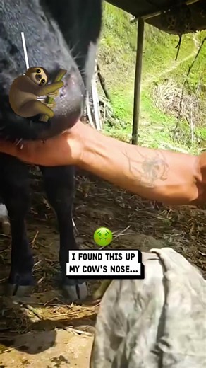 #animalrescue #animals #veterinarian #cow #larva | animal rescue