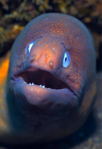 The greyface moray eel (Gymnothorax thyrsoideus) hides in reef holes because it has no fins to prop itself up. Using tight crevices for support, it waits with only its speckled face showing—perfectly positioned for ambush. 🌊🐍