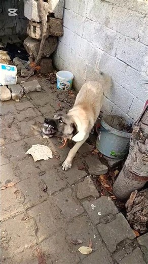 #shortsvideo #kangal #dog