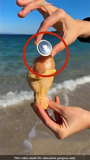 Girl puts GPS inside chicken and throws it into the sea|#shortsvideo