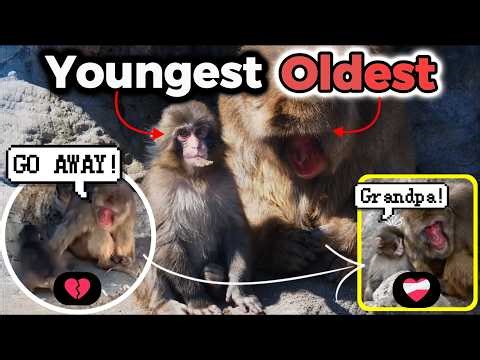 An Extraordinary Bond: Punch and Grandpa Atomaru 🐒❤️