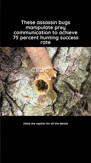 Assassin bugs use bee resin to lure prey, achieving a 75% hunting success rate