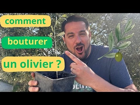 How to propagate an olive tree easily and quickly – Simple and effective tutorial