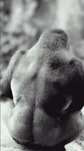 Gorilla Farting | Gorilla fart poop | Gorilla funny video
