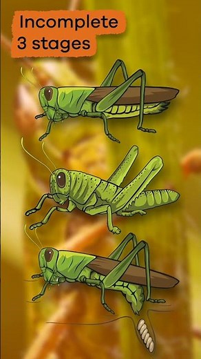Metamorphosis | #shorts #metamorphosis #larva #pupae #butterfly #chrysalis #insects