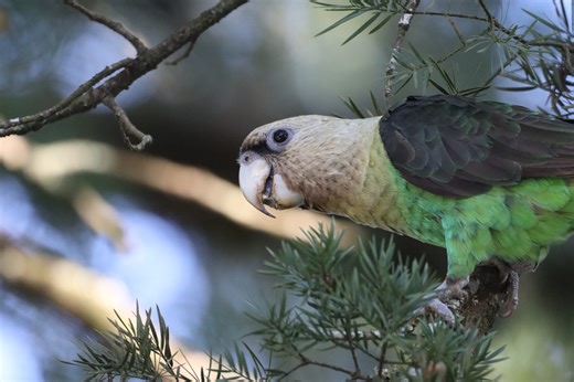 Help South Africa's Jewel of the Forests Thrive this World Parrot Day