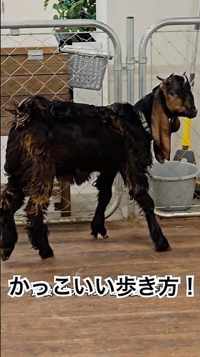 【珍！】耳が長いミミナガヤギ🐐パンダみたいな模様のバンダヤギ🐼見たことありますか？#ヤギ #ヤギ飼い #珍しいもの紹介動画 #animalshorts #癒し動画 #cute #whatthepet