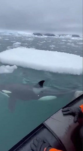 Penguin Escapes Orcas by Leaping Into Rescue Boat!