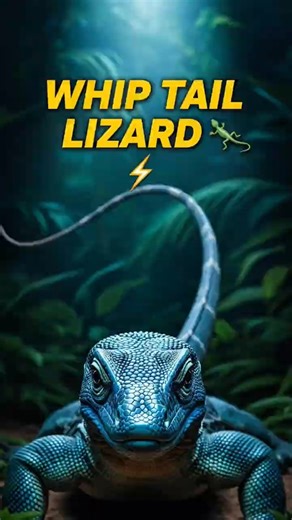 The Lizard With a Whip for a Tail😨