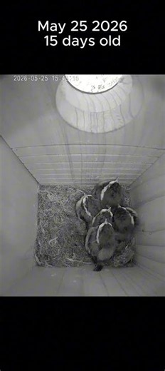 From Egg to Flight 🥹 A Chickadee Family's Journey