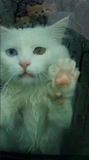 How nice it is that animals like cats live next to us. A moment of peace.#cat ❤️🫶🌱