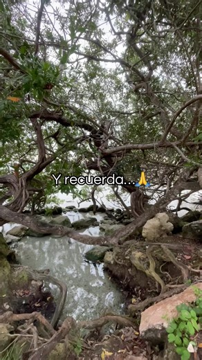 La clave del éxito en esta vida SIEMPRE SERÁ DIOS✨🥹❤️#paratiiiiiiiiiiiiiiiiiiiiiiiiiiiiiii #fyppp #naturaleza #Dios #motivation