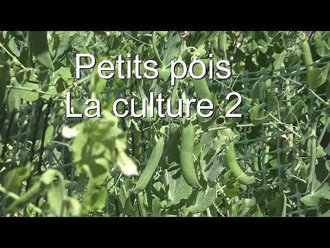 Petits pois 2 comment les cultiver LC VIDEO