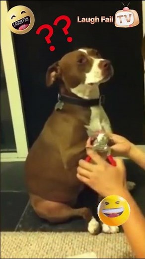 The Funniest 10 Seconds on the Internet 😂 This Might Be the Funniest Thing Ever Filmed