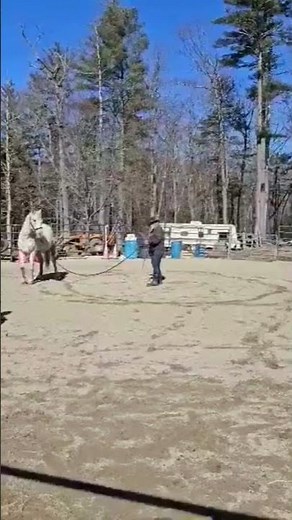 How To Lunge A Horse #horse #equestrian