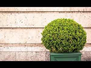 Spherical or rounded trees - Decogarden