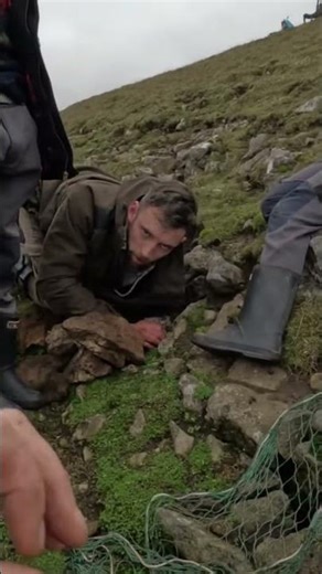 How to quickly dispatch a rabbit #hunter #respect #wildfood #wildrabbit #ferreting #hunting
