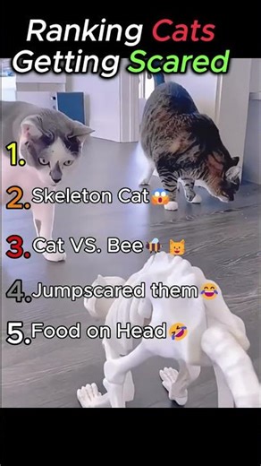 Ranking Cats Getting Scared!😹