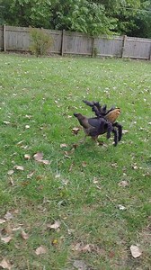 Spider Hen, Spider Hen, does what ever a Spider can... | Mushroom the Chicken