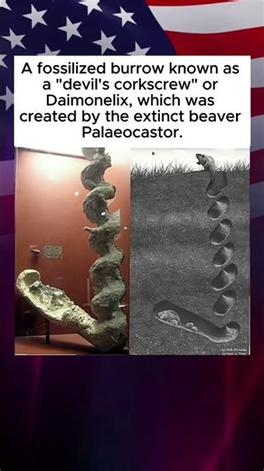 The Devil’s Corkscrew: Ancient Beaver Engineering