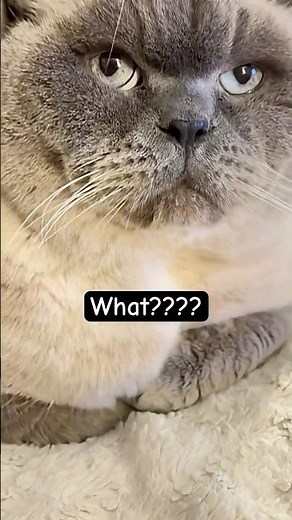 Hey Herman… #funnyanimals #catconversations #funnyanimals #catsdoingthings