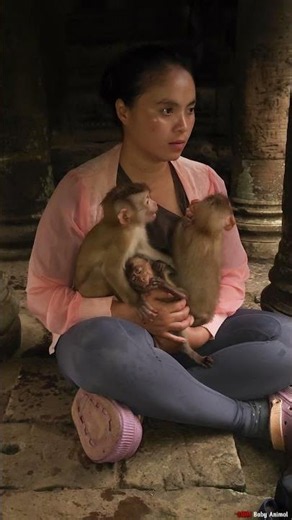 adorable monkey #animals #cute #monkey