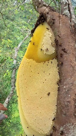 Pure honeycomb #arispurwadi #honey #honeybeesting #bee #nature
