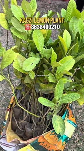 Profitable Farming Fruit Plant 📈 | 🍋 Kagzi Lemon Plant Dispatched Today | Best For Commercial !!