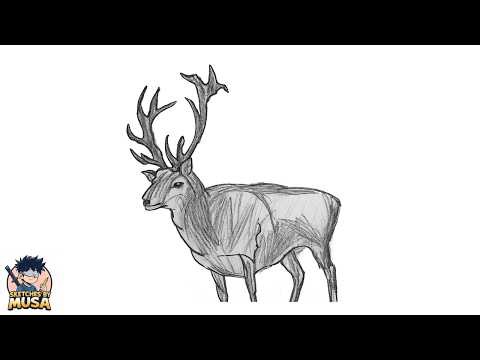 How to Draw a Deer Step By Step 🦌 | Drawing a Realistic Deer | Deer Drawing Tutorial