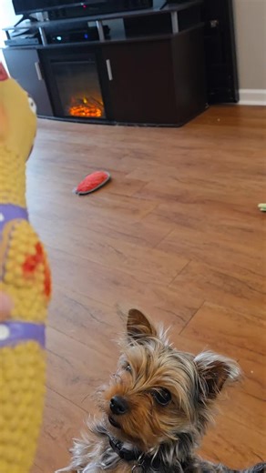 Buffy Karger (@buffykarger)’s videos with original sound - Jellyfish Jams Daily