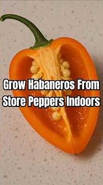 Store-Bought Habanero Seeds → 52 Peppers! 🌶🤯