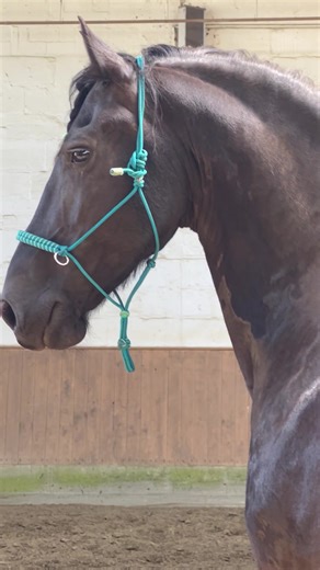 Exploring the Beauty of Royal Friesian Horses