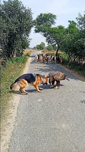 German Shepherd Plays with a Wild Eagle 😳🐕🦅 | Unbelievable Farm Moment
