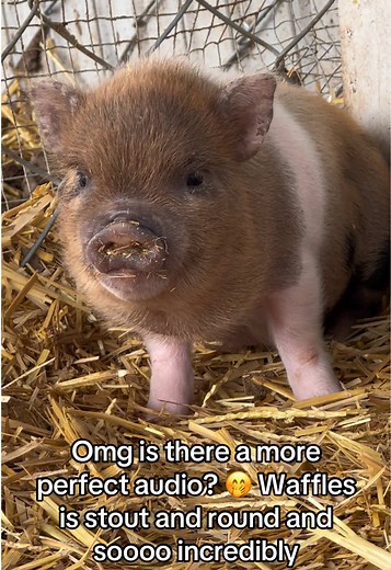 Waffles is the cutest little piggy I ever did see. ##littlepiggies #animallovers #minipig #minipigsoftiktok #piglet