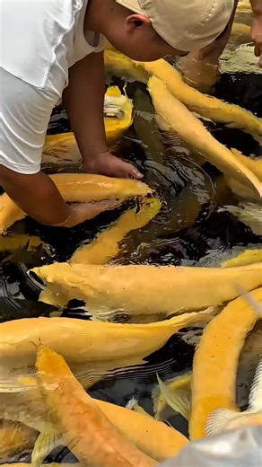 hendrix backyard on Instagram: "An arowana farm raises the coveted "dragon fish" in large ponds or tanks, focusing on breeding high-value varieties like Super Reds or Gold Crossbacks, using natural conditions and selective breeding for color and scale perfection, with males mouthbrooding eggs for protection, and farms in Asia (Singapore, Malaysia, Vietnam) specializing in these valuable, lucky fish for a global market #arowana #animals #fishing #aquarium"