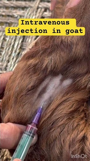 Intravenous injection l dr Umar Khan